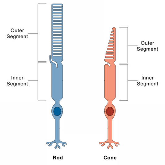Rods vs. Cones